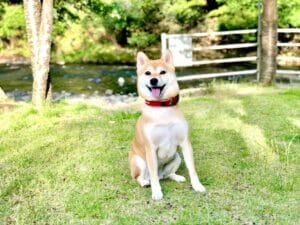 ドージコイン（DOGE）の今後は？柴犬マークの仮想通貨の将来について
