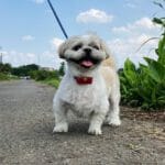 ペット飼育の節約術って?経済的な理由でペットを諦めない方法