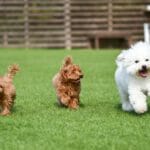 オンライン診療はペットもOK？拡大するペット市場は飼い主の心強い味方！