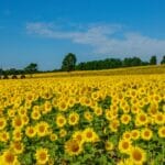 東日本限定!旅行の移動手段とコスパ第一段