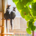 ネコノミクスの経済効果がスゴイ!2021年のペットブームの理由とは?