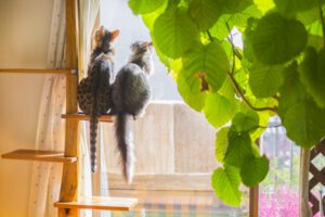 ネコノミクスの経済効果がスゴイ!2021年のペットブームの理由とは?