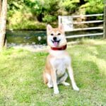ドージコイン(DOGE)の今後は?柴犬マークの仮想通貨の将来について