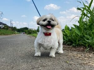 ペット飼育の節約術って?経済的な理由でペットを諦めない方法