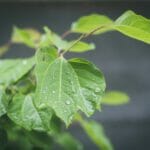 梅雨はとても憂鬱!でも経済的にはうれしいメリットもあり!