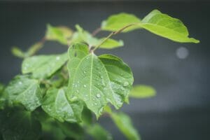 梅雨はとても憂鬱!でも経済的にはうれしいメリットもあり!