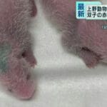 上野動物園に双子パンダが誕生!日本経済を盛り返すチャンスになるか?!