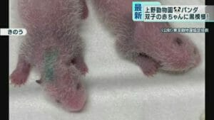 上野動物園に双子パンダが誕生!日本経済を盛り返すチャンスになるか?!