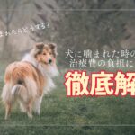 犬に噛まれた時の対処法と治療費の負担:飼い主と被害者が知るべきこと