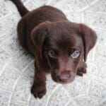 6月から始まる!犬や猫にマイクロチップ義務化
